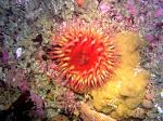 white spotted rose anemone