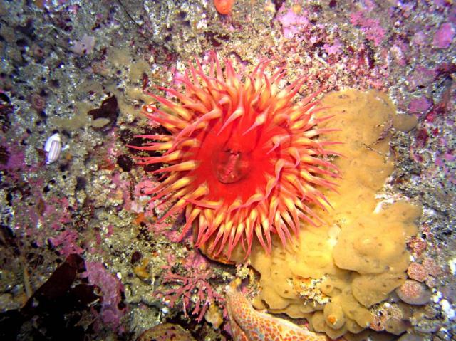 white spotted rose anemone