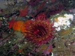 white spotted rose anemone and orange puffball sponge