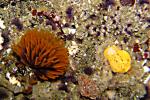 worm and peltodoris nobilis