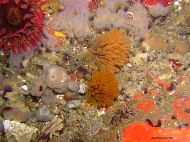 worms sponges nudibranch and anemone