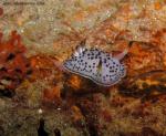 Acanthodoris rhodoceras