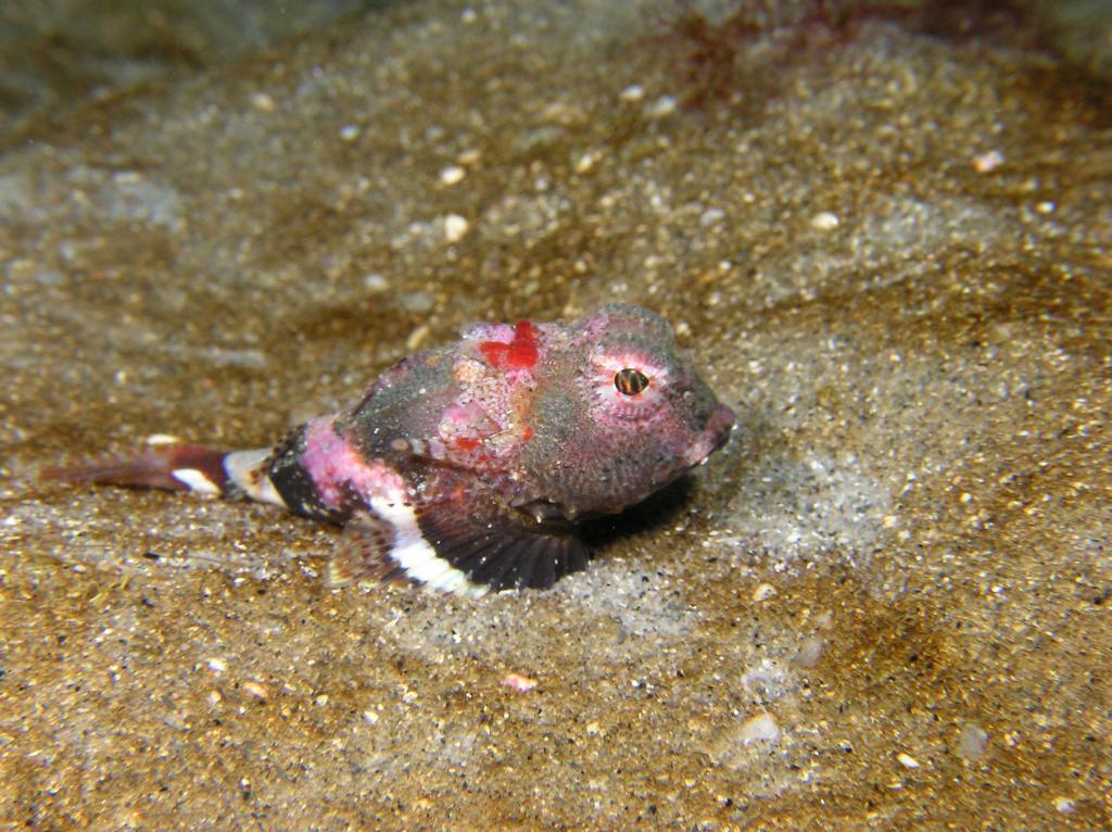 Bull Sculpin