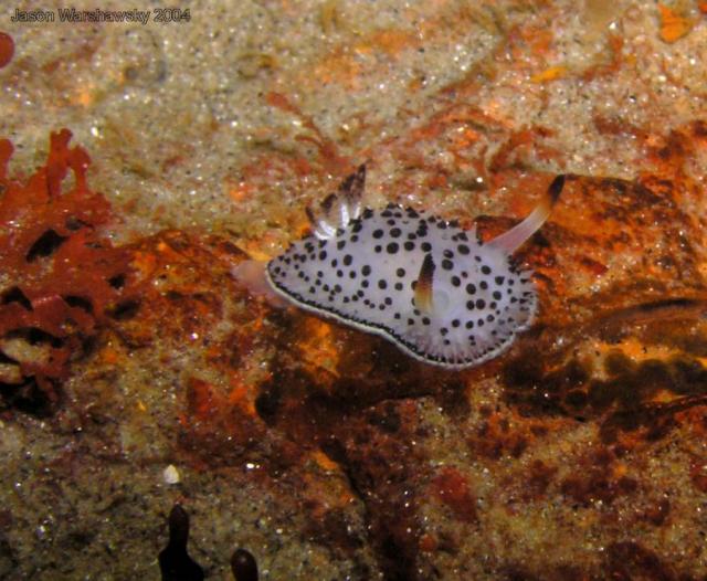 Acanthodoris rhodoceras