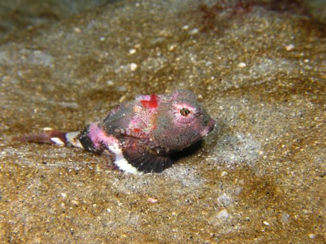 Bull Sculpin