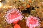 P6290042Strawberry-Anemone