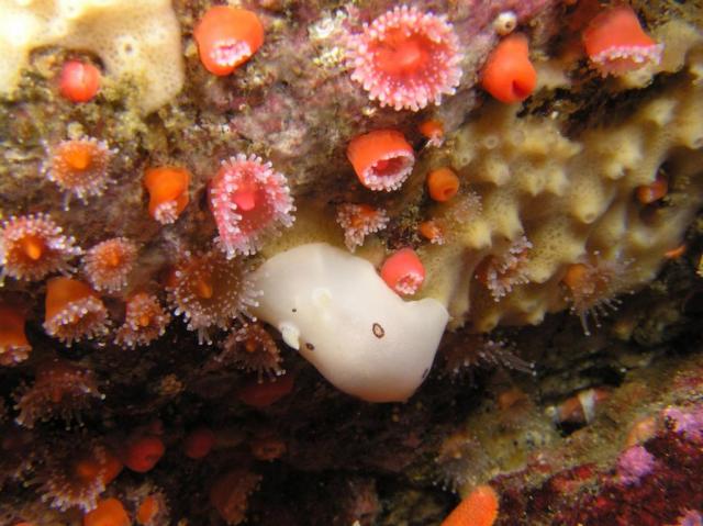 Diaulula sandiegensis and strawberry anemone