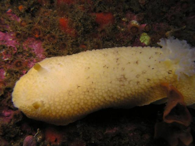 peltodoris Nobilis