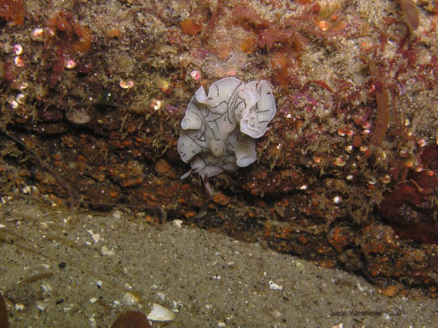 polyclad worm (Eurylepta californica)