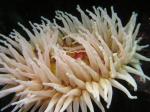 anemone