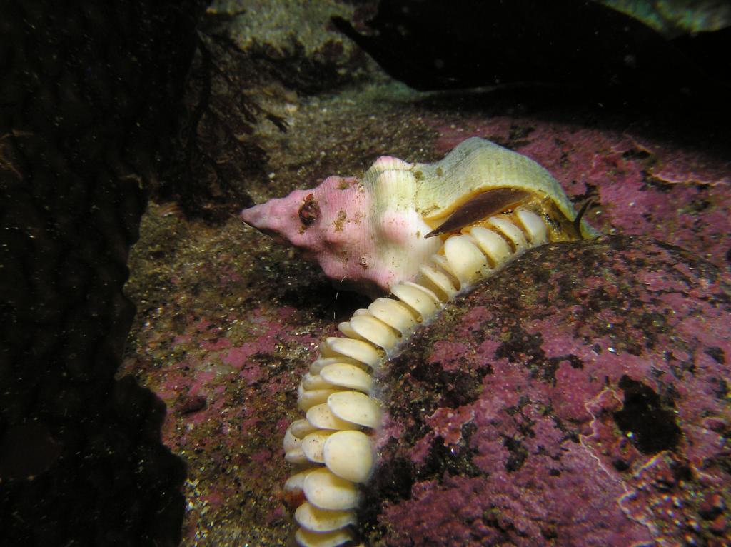 whelk Laying Eggs