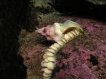 whelk Laying Eggs