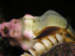  whelk Laying eggs closer