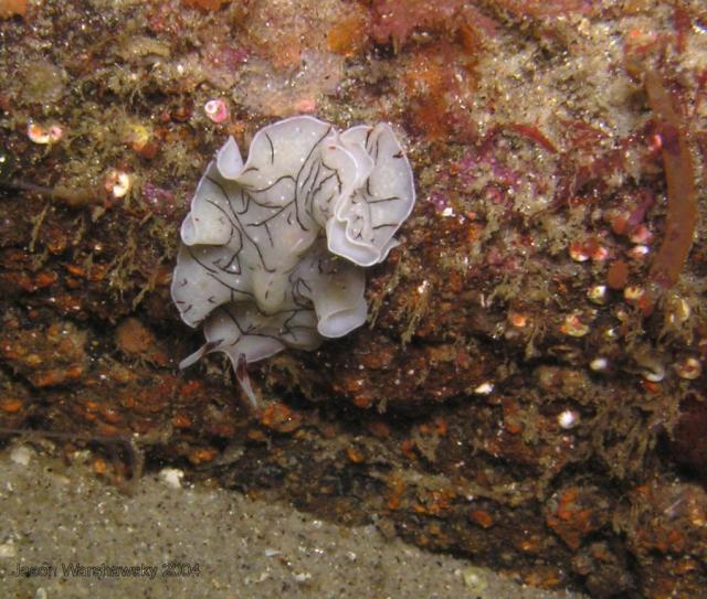 polyclad worm (Eurylepta californica)