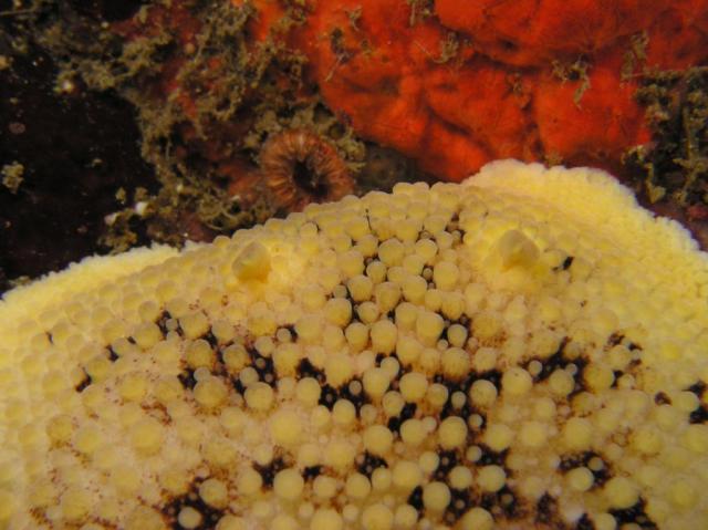 peltodoris Nobilis -monster size