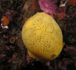 peltodoris Nobilis