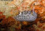 Acanthodoris rhodoceras