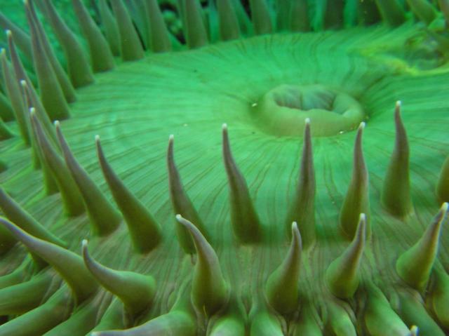 green Anemone