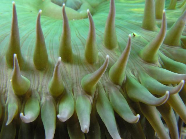  green Anemone Close