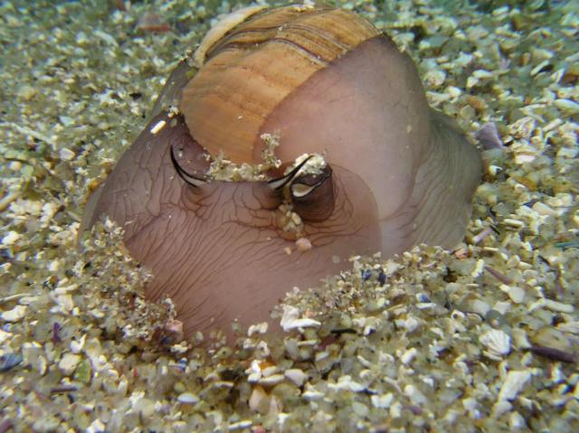  moon Snail