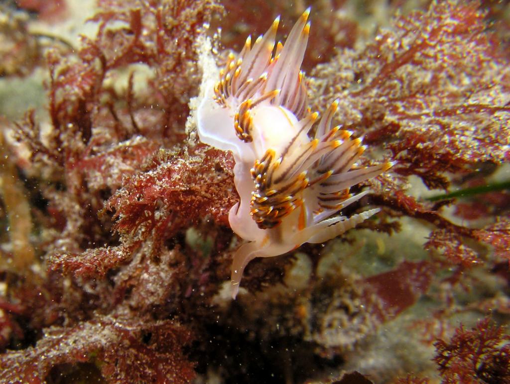  Hermissenda-crassicornis