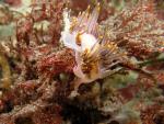  Hermissenda-crassicornis