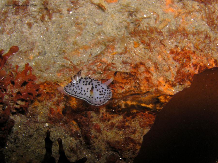 Acanthodoris rhodoceras