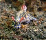 P8280116nudiFacing_good