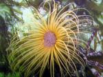 tube anemone