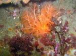 california sea cucumber