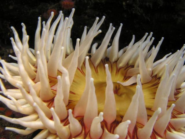 P8300014_anemone