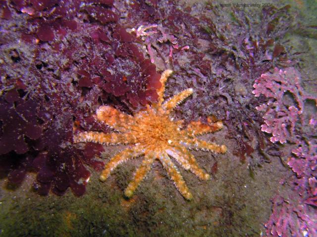 baby sunflower star