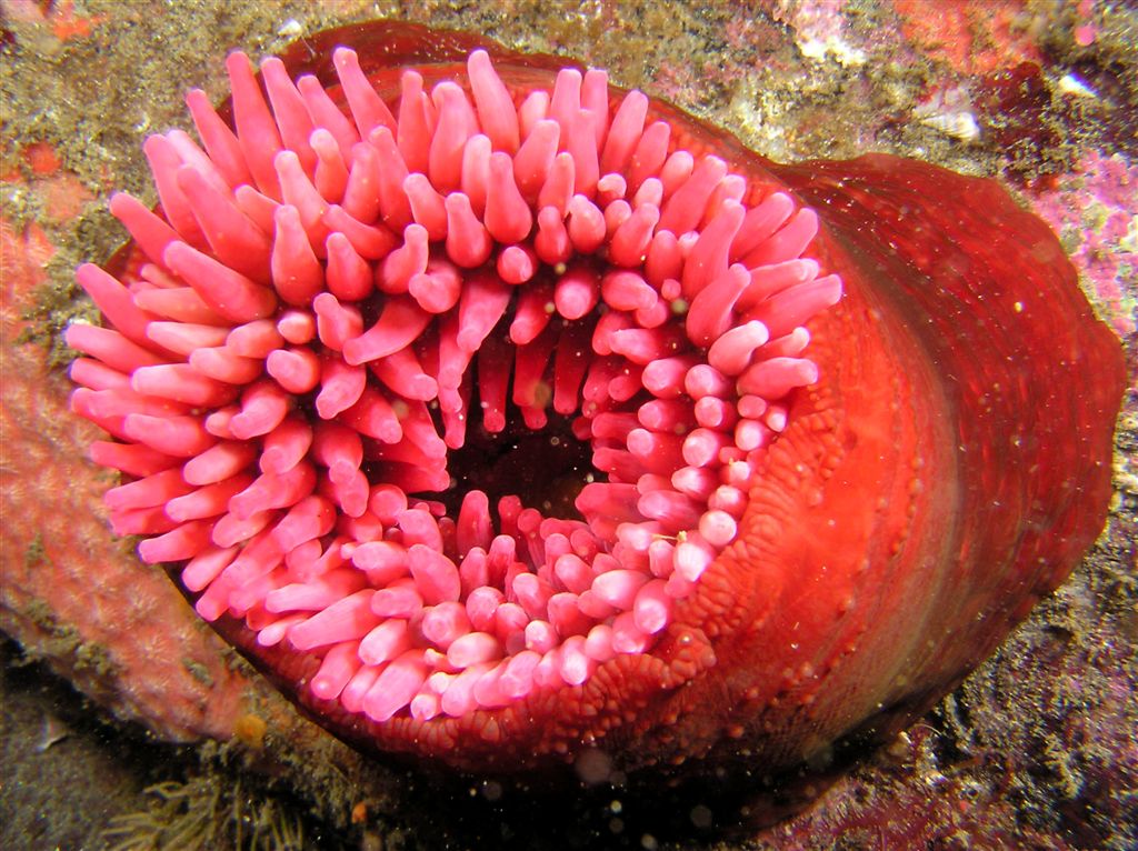 P8300041_anemone