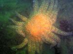 sunflower star in spotlight