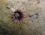 sand anemone