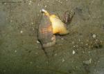 whelk