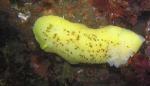 peltodoris nobilis