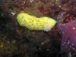 Peltodoris nobilis