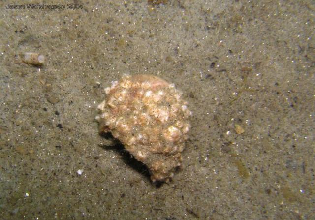 hermit crab in barnacle covered shell