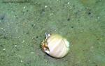 hermit crab in moon snail shell