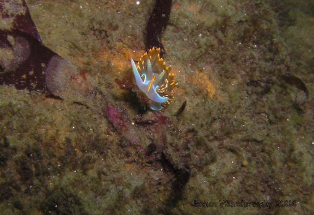 Hermissenda crassicornis