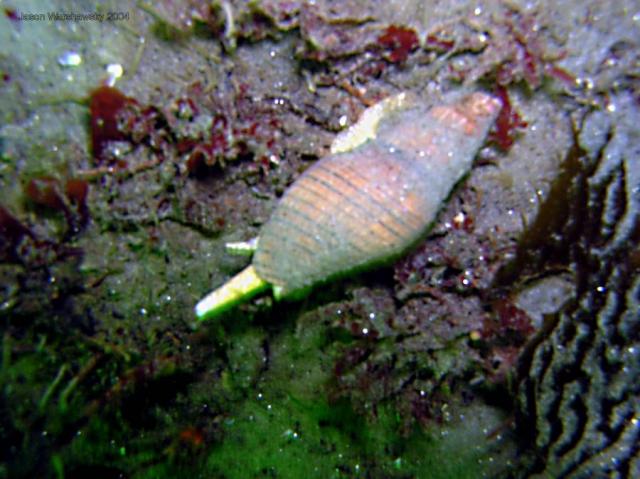 cone snail