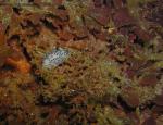 Acanthodoris rhodoceras