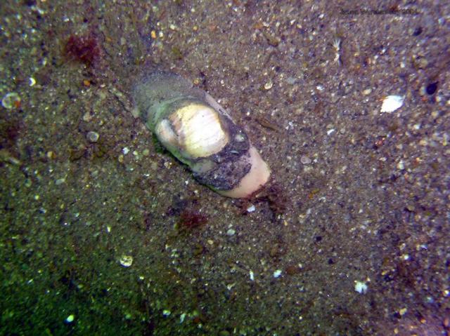 moon snail