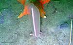 Sea pen