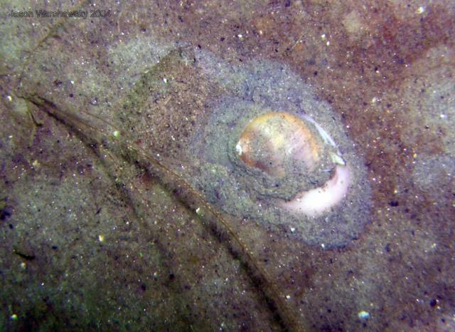 Moon snail and sand dab