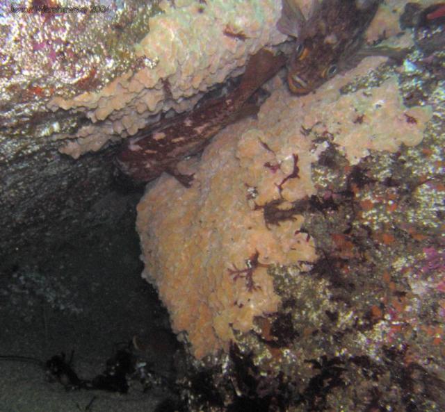 copper rockfish guarding nest