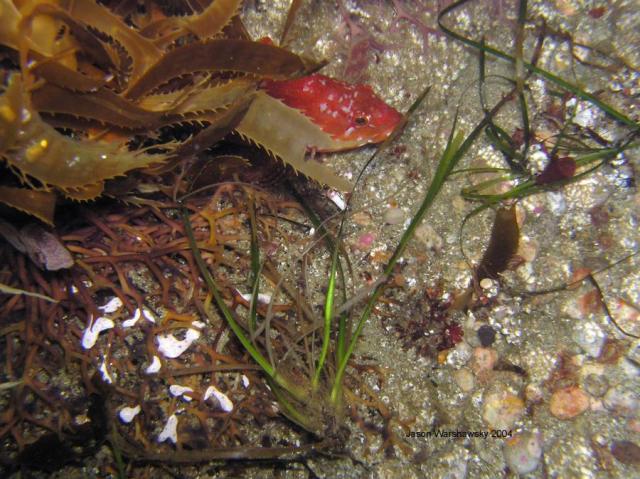 rock greenling