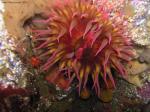 white spotted rose anemone