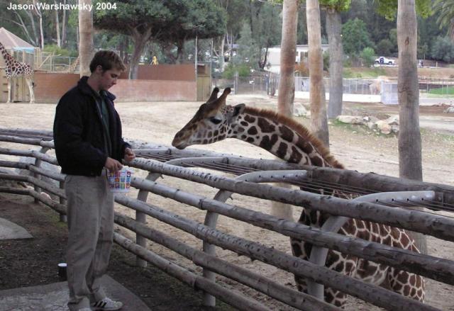 giraffe2